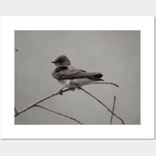 Northern Rough-Winged Swallow Posters and Art